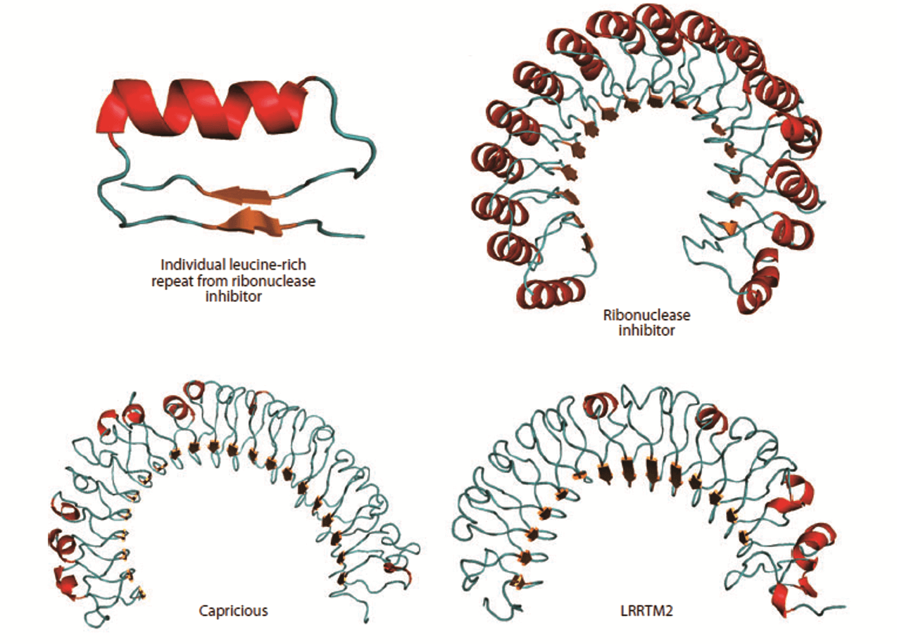 Custom MemProTM LRR-Containing Membrane Proteins Services